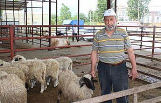 Kurbanlıklar alıcı bekliyor
