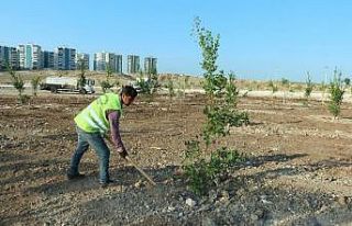 Kurtuluş ve Kuruluş Koruluğu bakımdan geçirildi