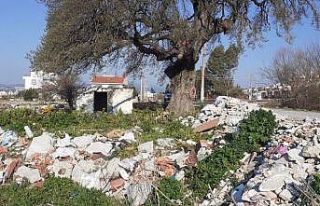 Kuşadası’nda 300 yıllık anıt ağacın çevresini...