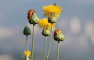 Kuşadası’nda her bahçeye bir Tülüşah