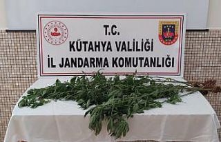 Kütahya’da 35 kök kenevir bitkisi ele geçirildi