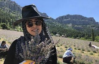 Lavanta üreticisi kadınların hasat heyecanı