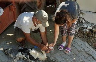 Leylek dostu Avşar Mahallesi’nde yaralı leylek...