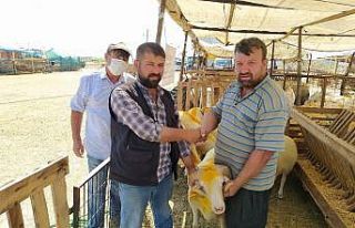 Lüleburgaz’da kurbanlıklar görücüye çıktı