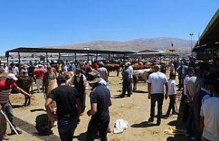 Malatya Canlı Hayvan Pazarı’nda Arefe günü yoğunluğu