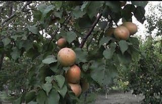 Malatya kayısısına Kayseri’den rakip çıktı