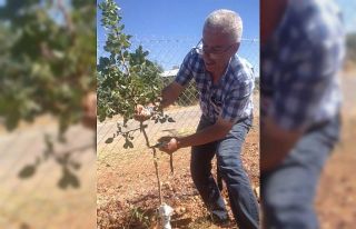 Malatya’da antepfıstığı yaygınlaştırılıyor
