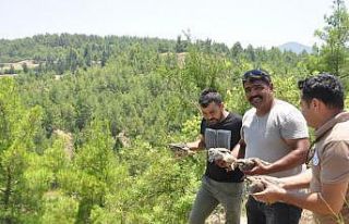 Manavgat’ta popülasyonun artması için ormana...