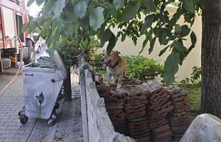 Mangal keyfi yaparken piknik tüpü patladı: 1 yaralı