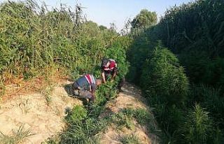 Manisa’da bugüne kadarki en büyük kenevir operasyonu