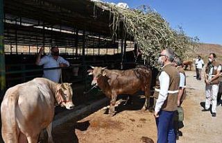 Manisa’da kurbanlıklara sıkı denetim