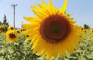 Manyas ovası sarıya boyandı