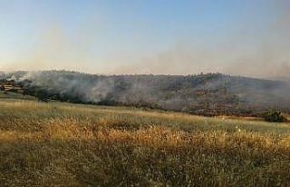 Mardin’de ağaçlık alanda yangın