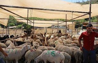 Marmaris’te kurban pazarında tokalaşmak yasak