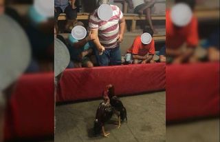 Mersin’de horoz dövüşü yaptıranlar suçüstü...