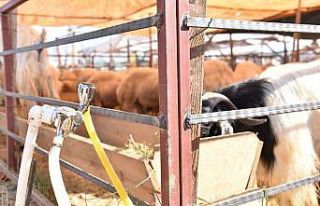 MESKİ, kurban kesim yerlerine içme suyu hattı bağlantılarını...