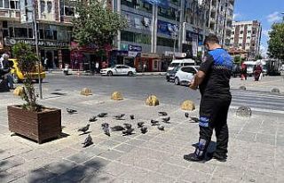 Meydanları mesken tutan güvercinleri zabıta besledi