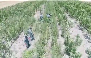 Mısır tarlasına uyuşturucu oparasyonu