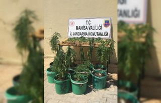 Mısır tarlasında saksı içinde kenevirler buldu...