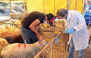 Mudanya’daki kurban satış yeri denetlendi