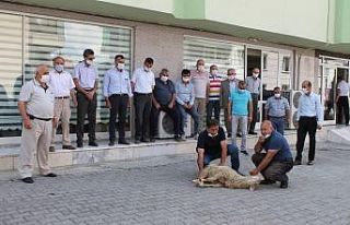 Muhtarlar Kaymakam Deniz Pişkin İçin Kurban Kesti