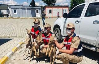 Muş’ta 3 yavru kurt, yeniden doğada