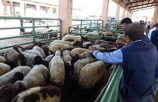 Muş’ta hayvan pazarında kurban hareketliliği