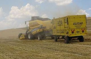 Muş’ta yılın ilk arpa ve buğday hasadına başlandı