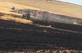 Niğde’de 50 dönümlük arpa tarlası kül oldu