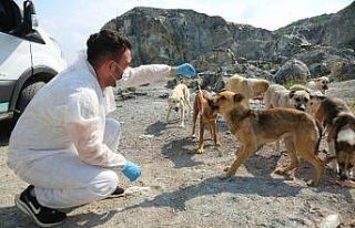 Odunpazarı sıcak yaz günlerinde sokaktaki dostları...