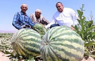 Olmaz denilen çorak topraklarda organik kavun karpuz...