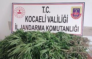 Ormandaki alana ekili 500 kök kenevir ele geçirildi