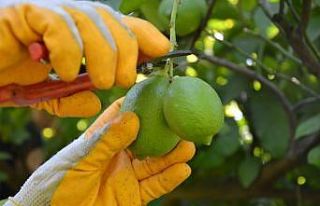 Ortaca’da limonda rekolte düştü