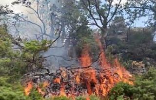 Örtü yangını ormana sıçradı