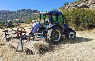 Osmancık’ta buğdayı sıcak vurdu, hasat yüz...