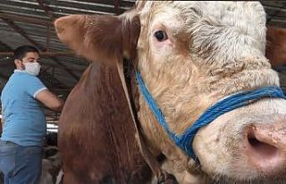 Otomobil fiyatına 1 ton 250 kiloluk kurbanlık