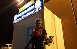 Otomobilin çamurluğuna sıkışan kedi, araç sürücüsünün...