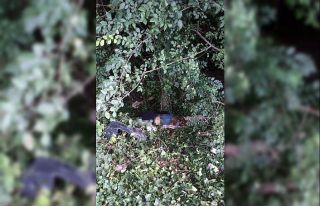 Otoyol kenarındaki cesetten, yasak aşk vahşeti...