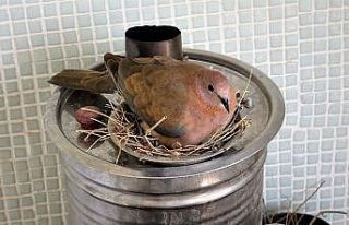 Öyle bir yere yuva yaptı ki, görenler şaşkınlıklarını...