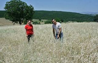 (Özel) Bu buğday radyasyona dayanıklı