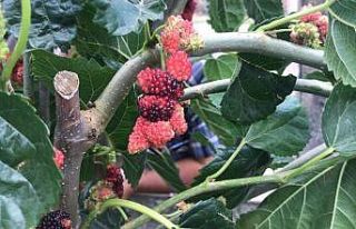 (Özel) Dut ağacındaki iki farklı renk görenleri...
