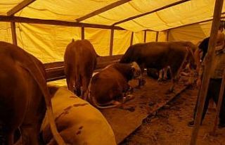 (Özel) Hayvan pazarlarında sosyal mesafeli pazarlıklar...