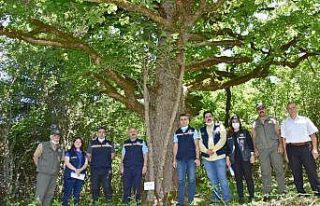 (Özel) Kastamonu’daki 500 yıllık fındık ağaçları...