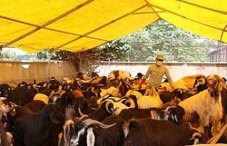 (Özel) Kurban pazarında keçiye talep arttı