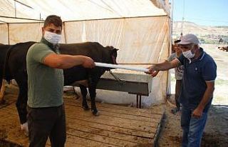 (Özel) Kurban pazarlarının yeni trendi: Pazarlık...