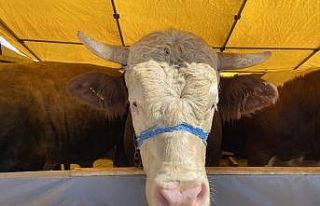 (Özel) Otomobil fiyatına 1 ton 150 kiloluk kurbanlık