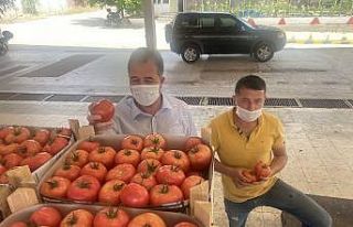 (Özel) Sarıcakaya domatesi piyasayı rahatlattı