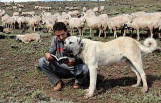 (Özel) Umut çoban, Alzheimer’a umut oldu