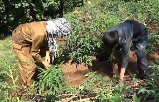 (Özel) Yöresel elbiseli minik ellerden toprağa...