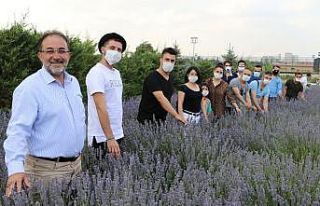 Parasızlıktan lavanta üretimine başlayan belediye...